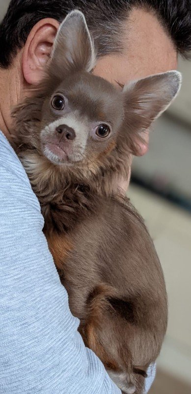 Toby