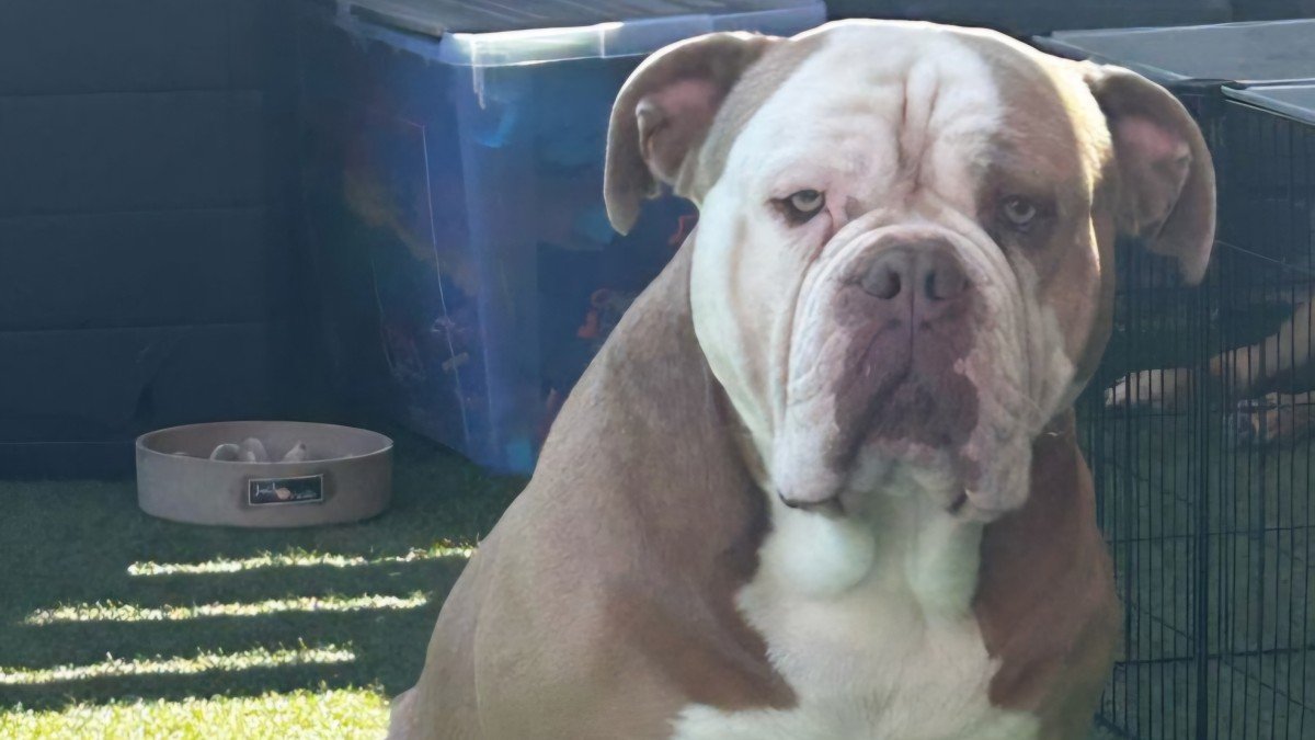 Otis
