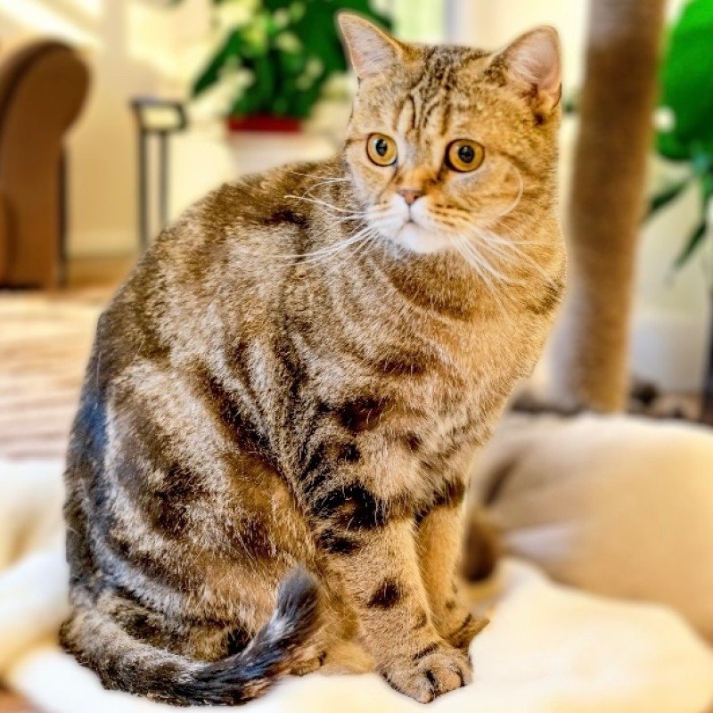 Felix
