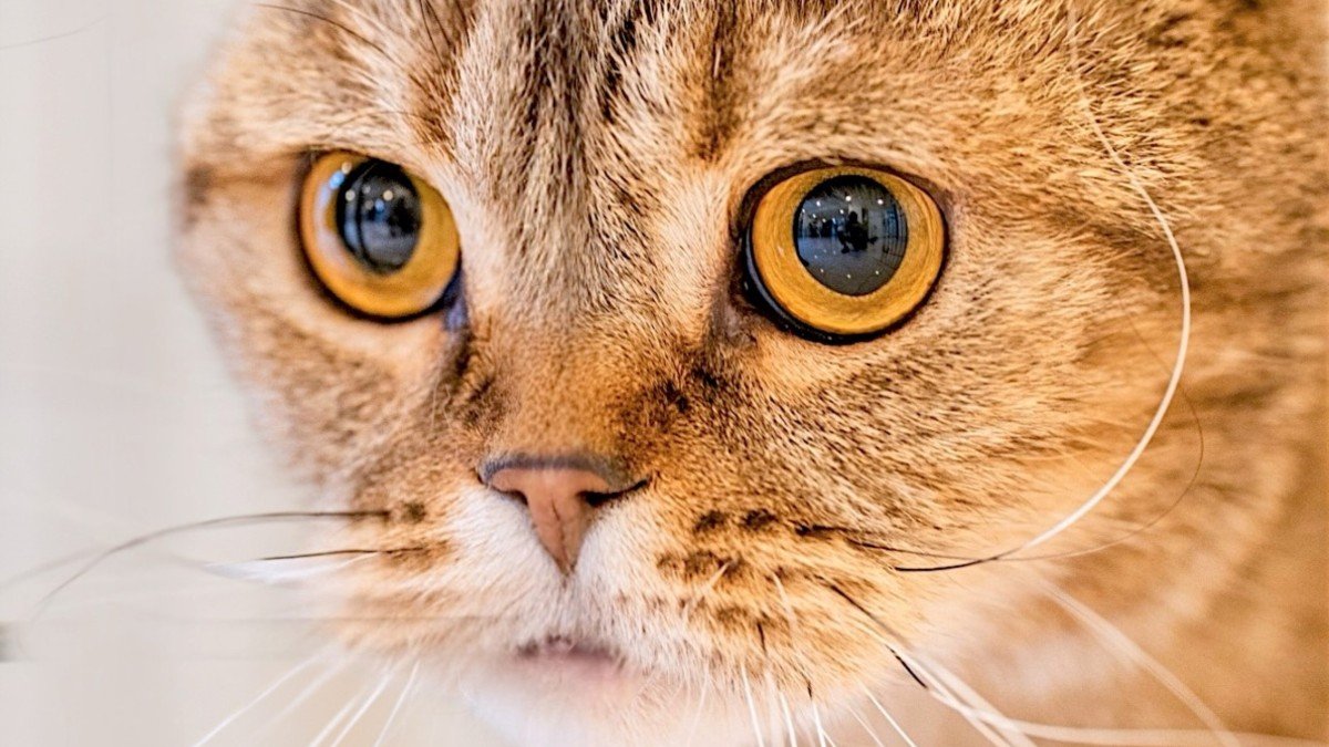 Felix