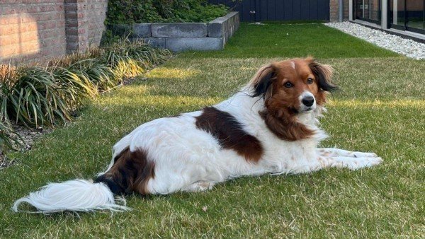 Jack