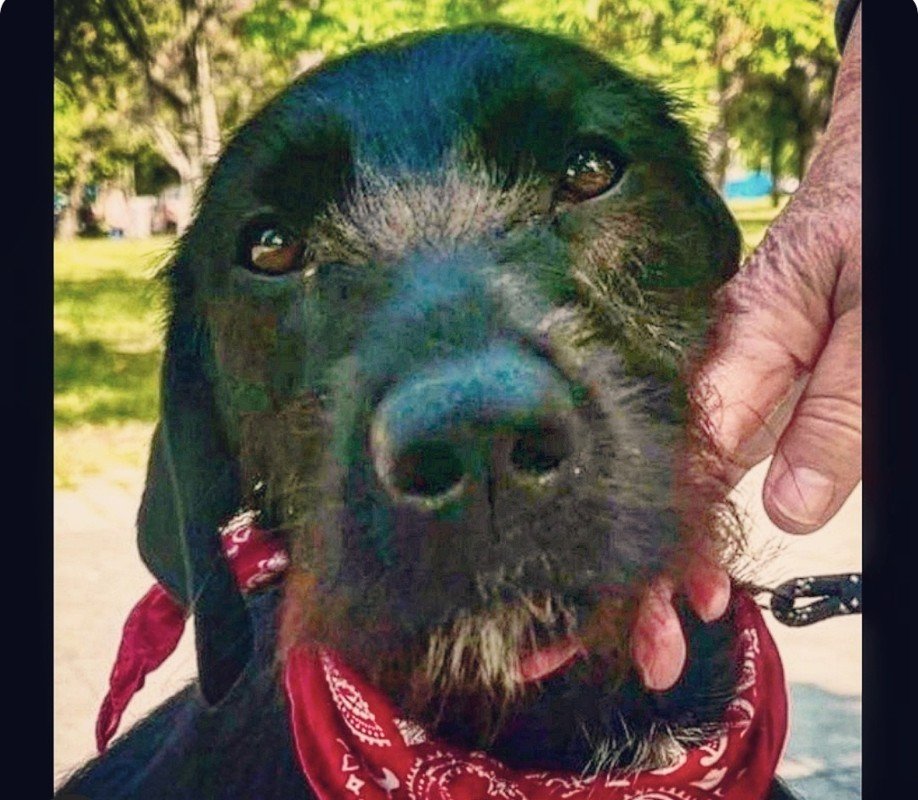 Dora