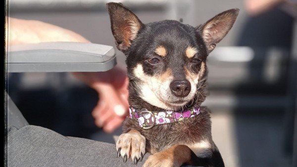 Lola