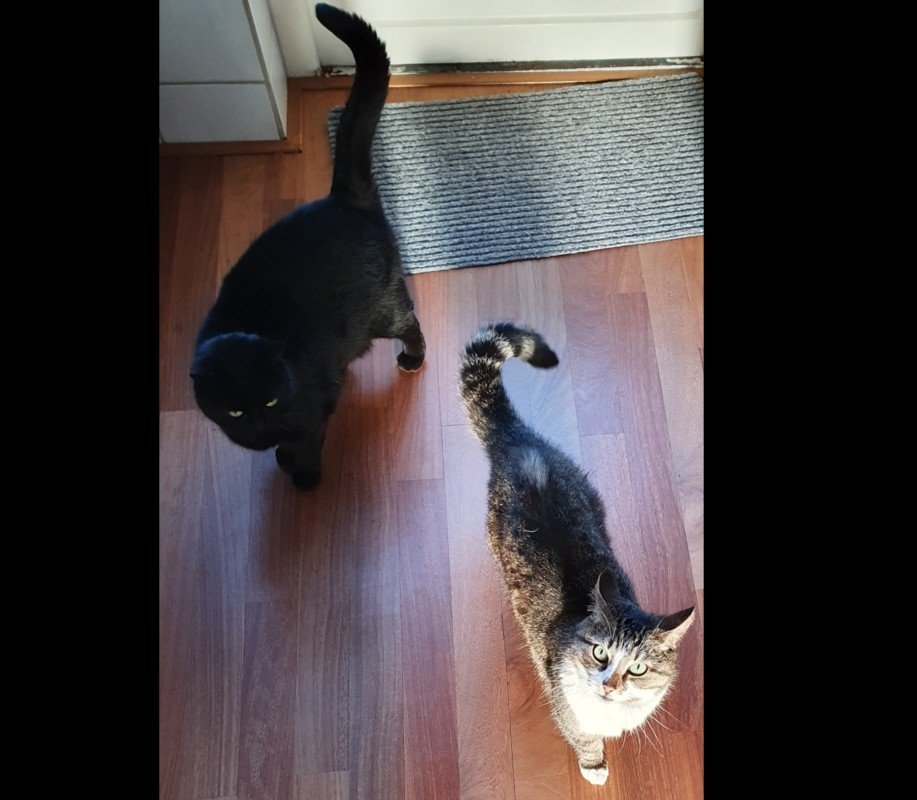 Poes
