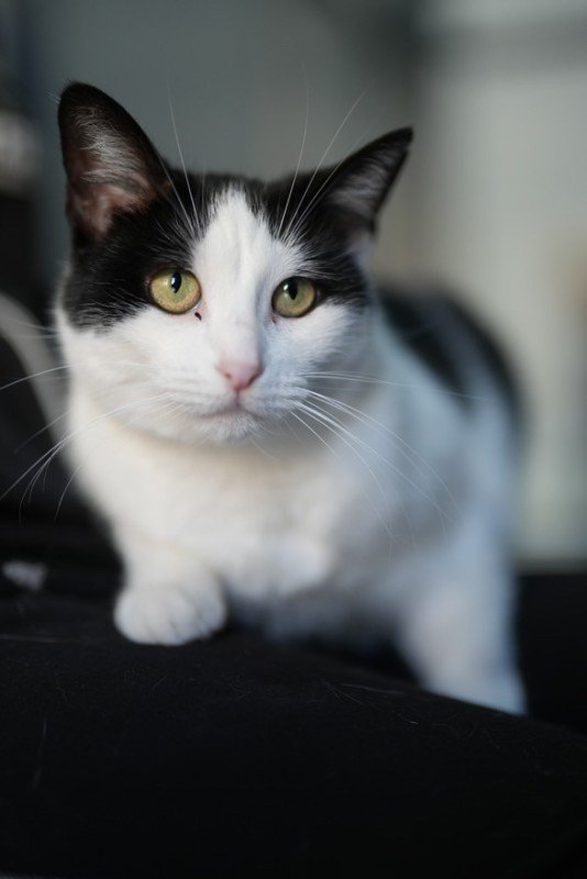 Eloise