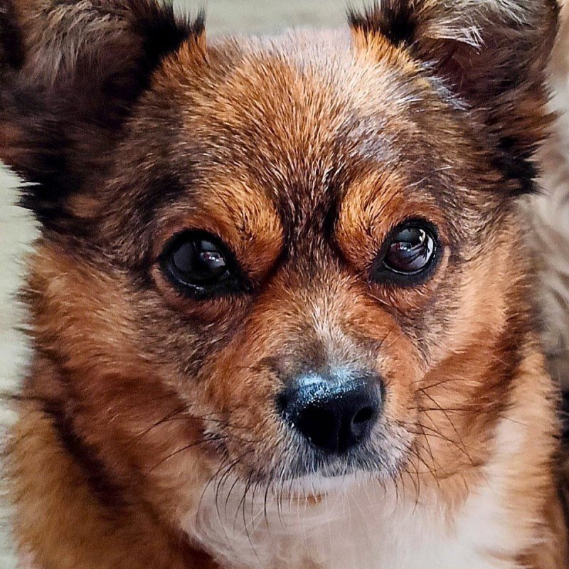 Muffin