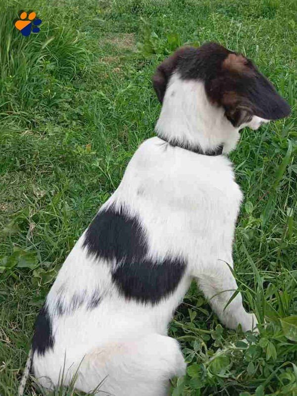 Taro