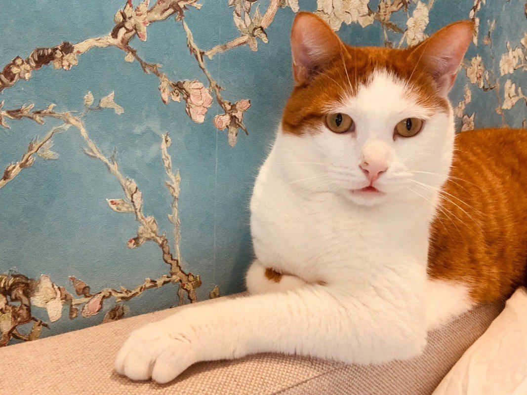 Tango