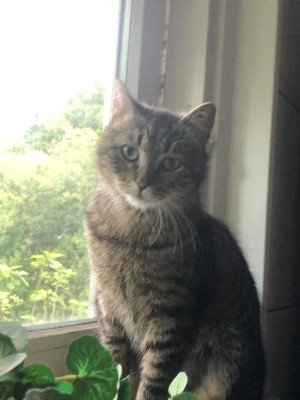 Catootje