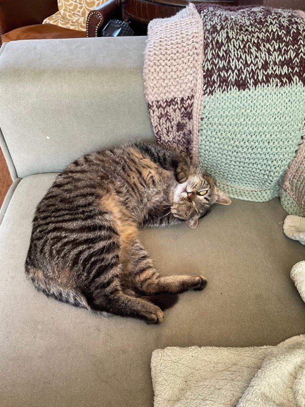 Catootje