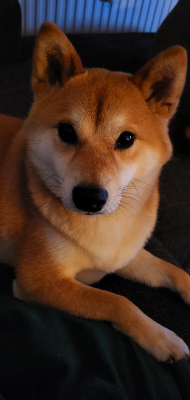 Noa