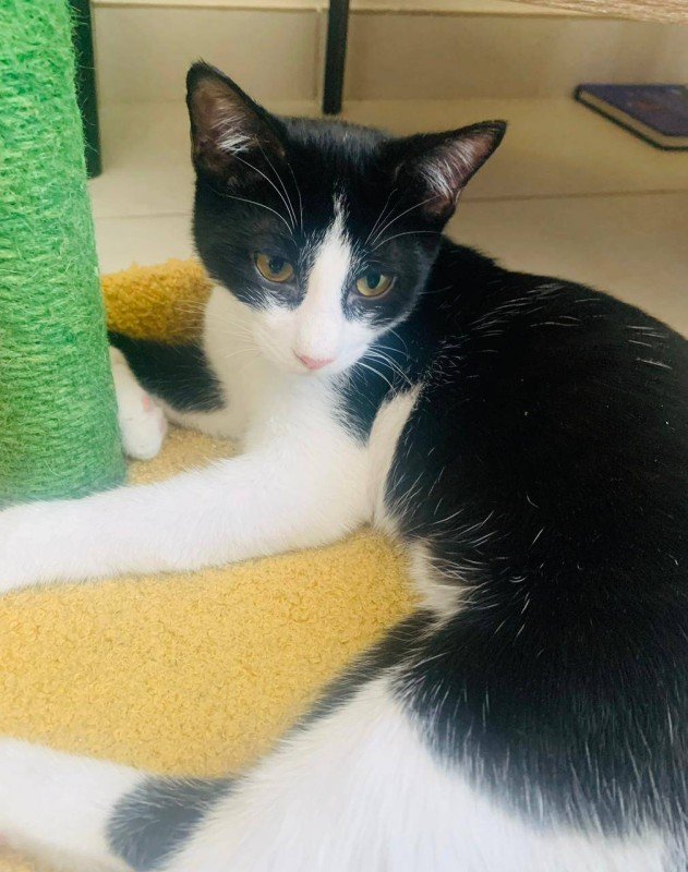 Oreo