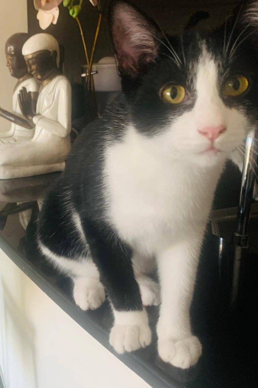 Oreo