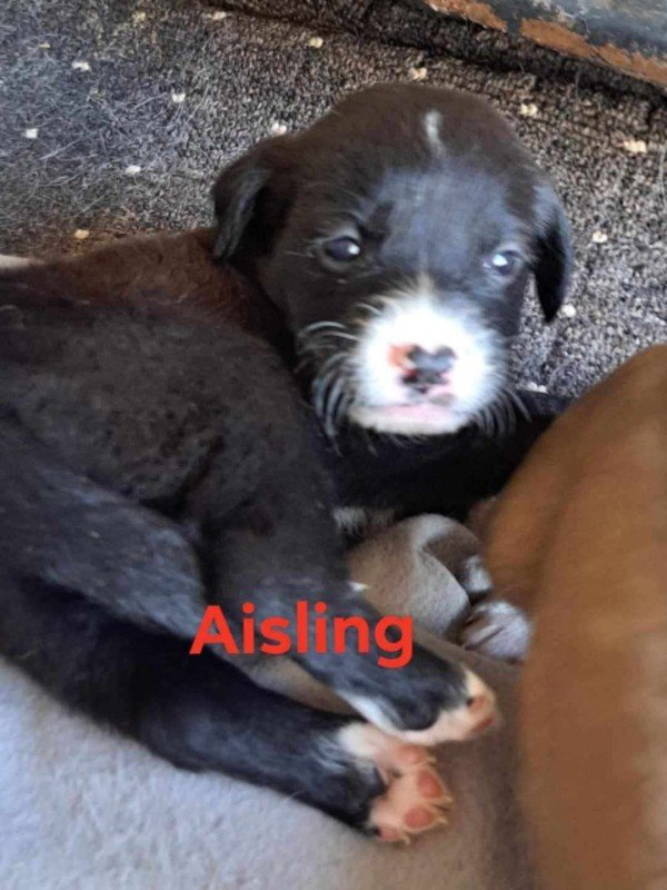 Aisling