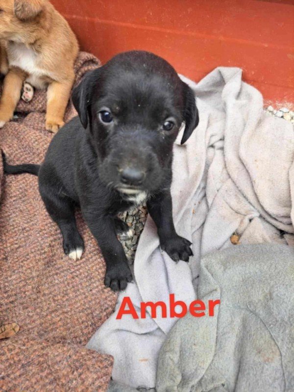 Amber