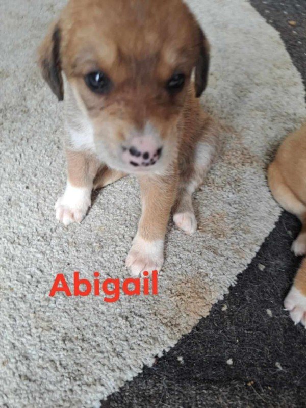 Abigail