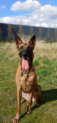 Ziva