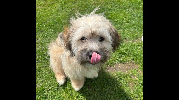 Benji