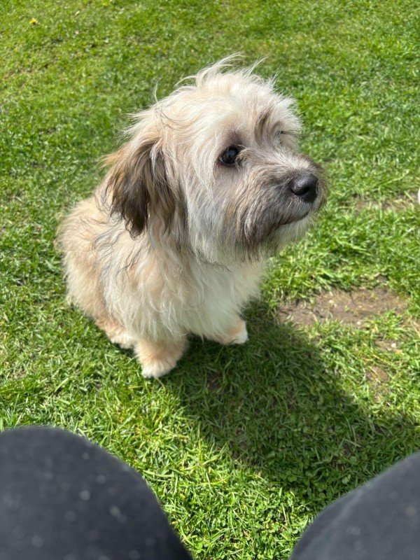 Benji