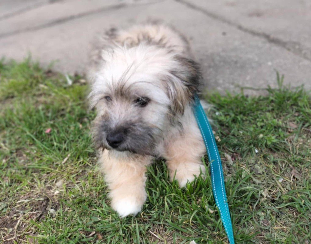 Benji