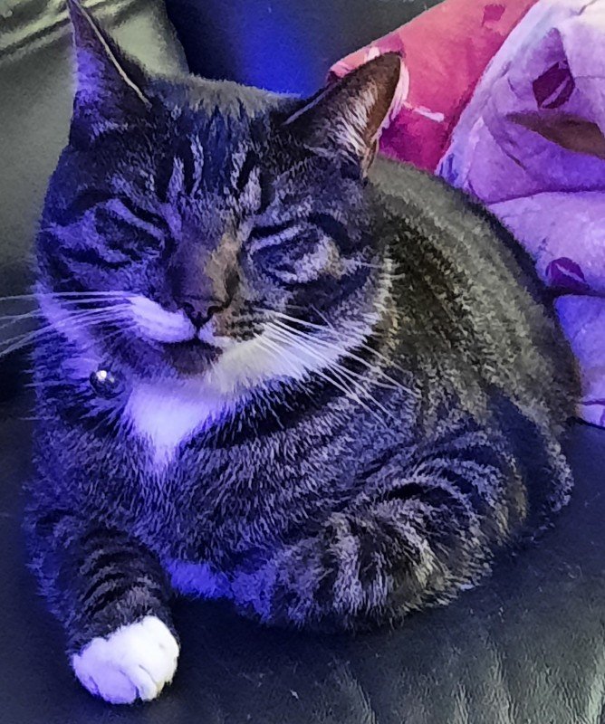 Mikky