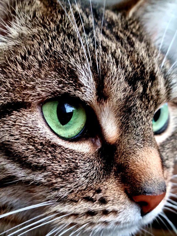 Nala