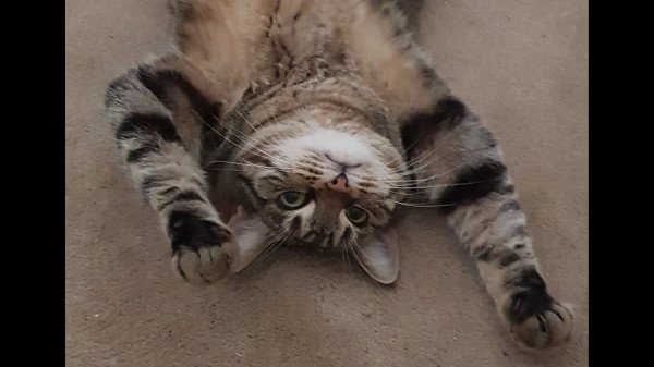 Nala