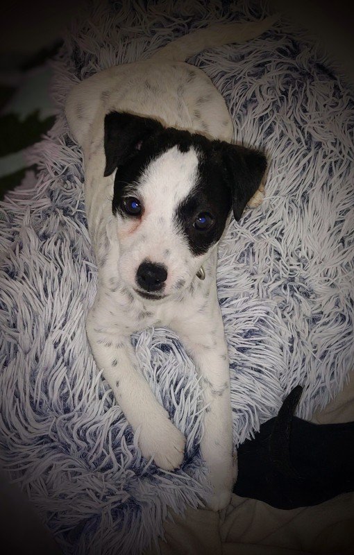 Bella