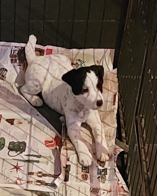 Bella