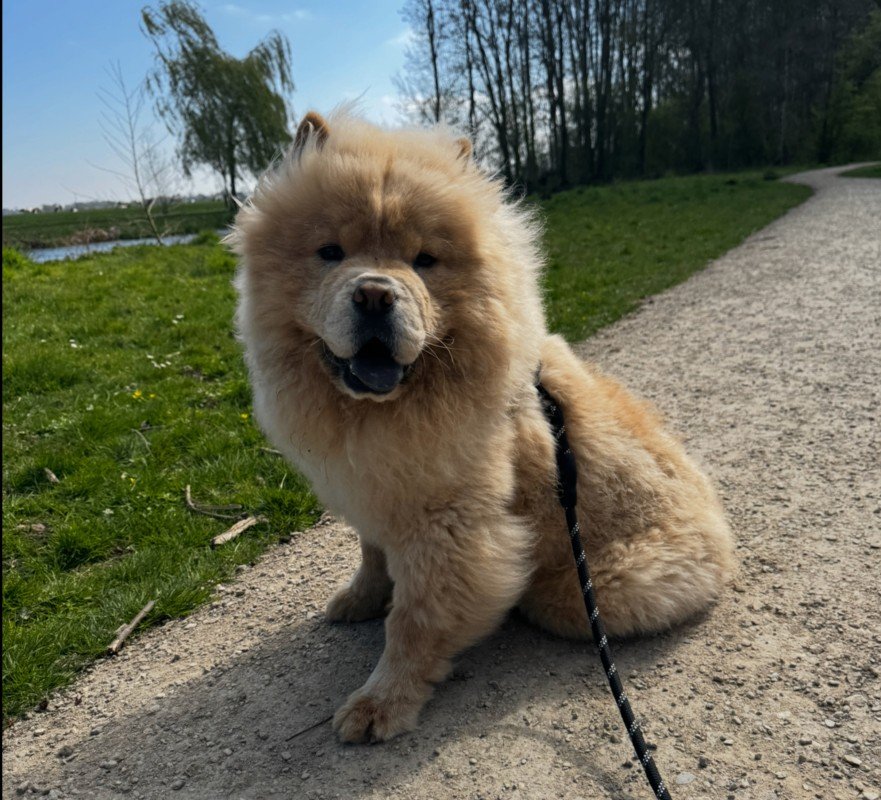 Bailey