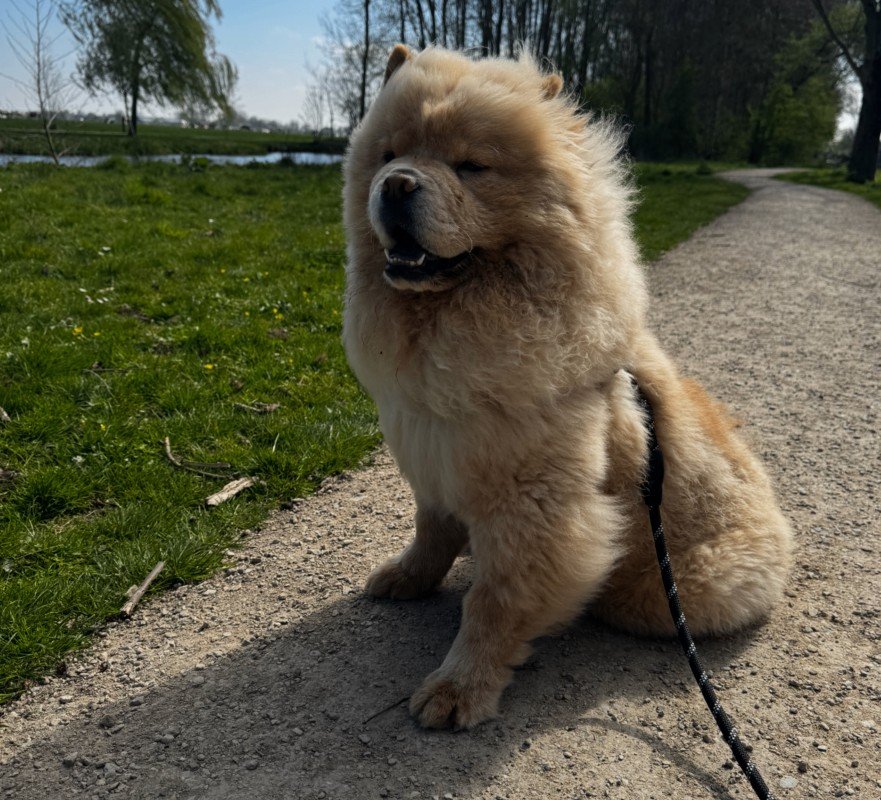 Bailey