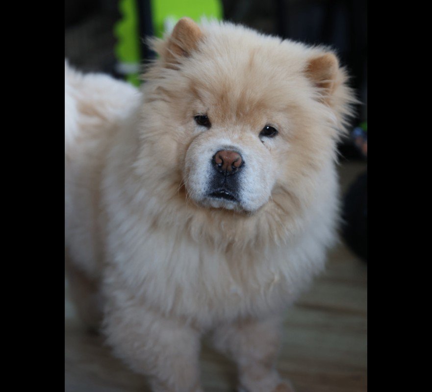 Bailey