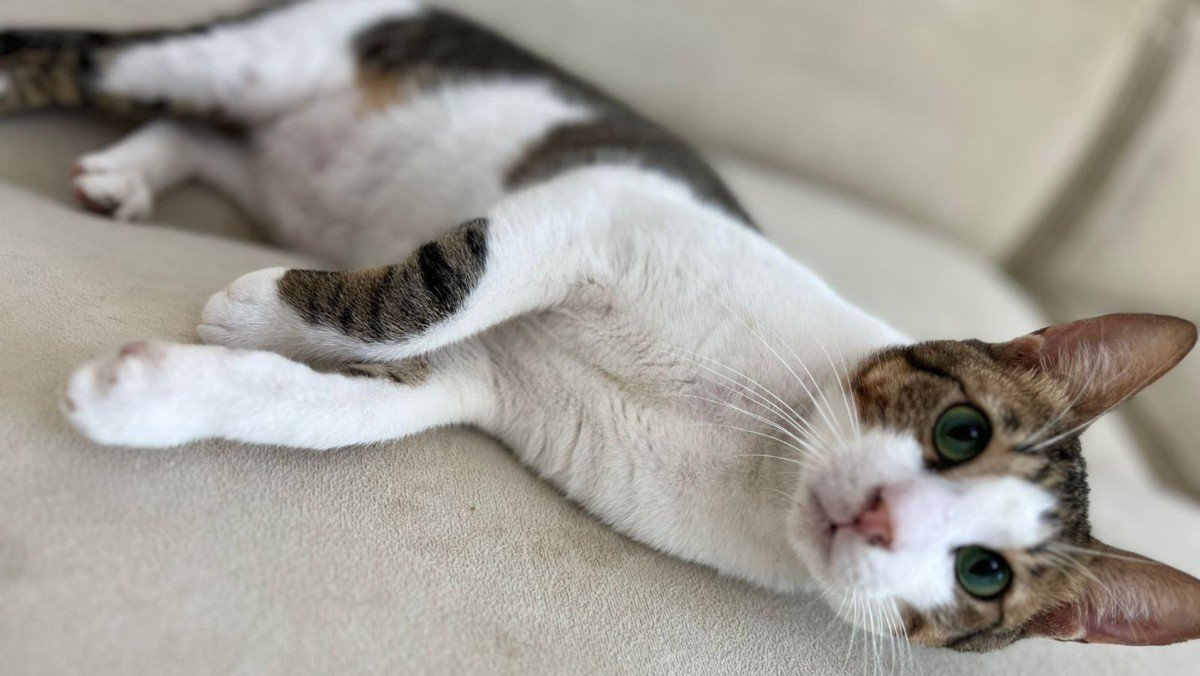 Binkie