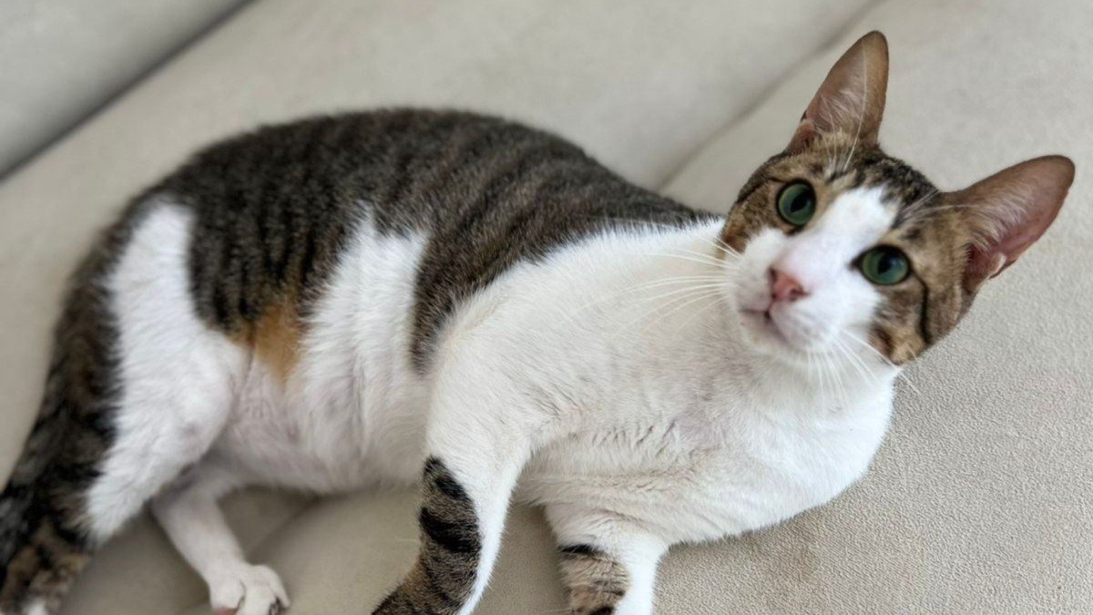 Binkie