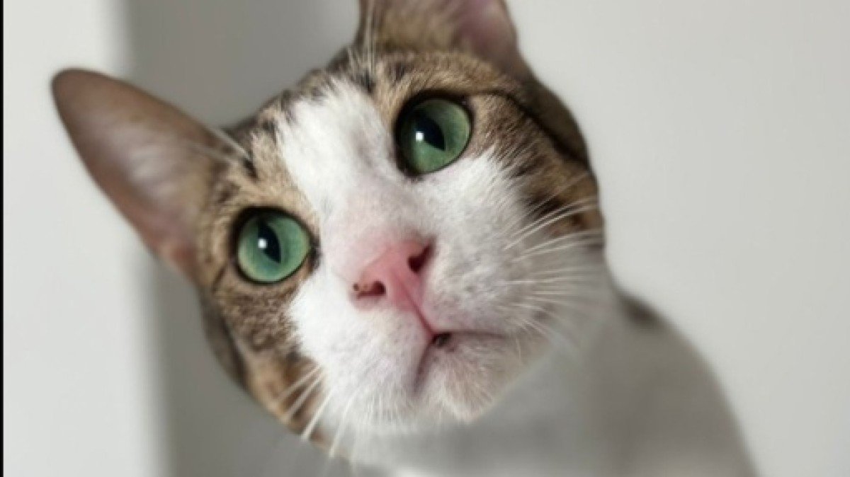 Binkie
