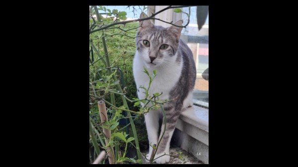 Tabitha