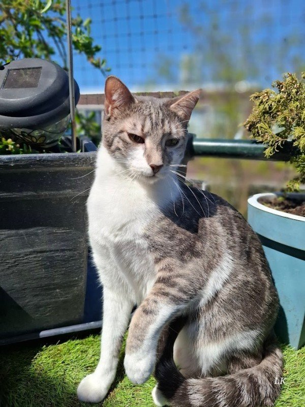 Tabitha
