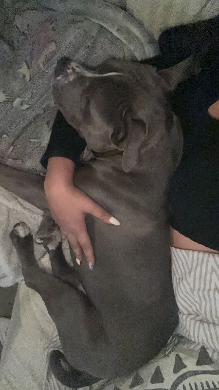Bugu