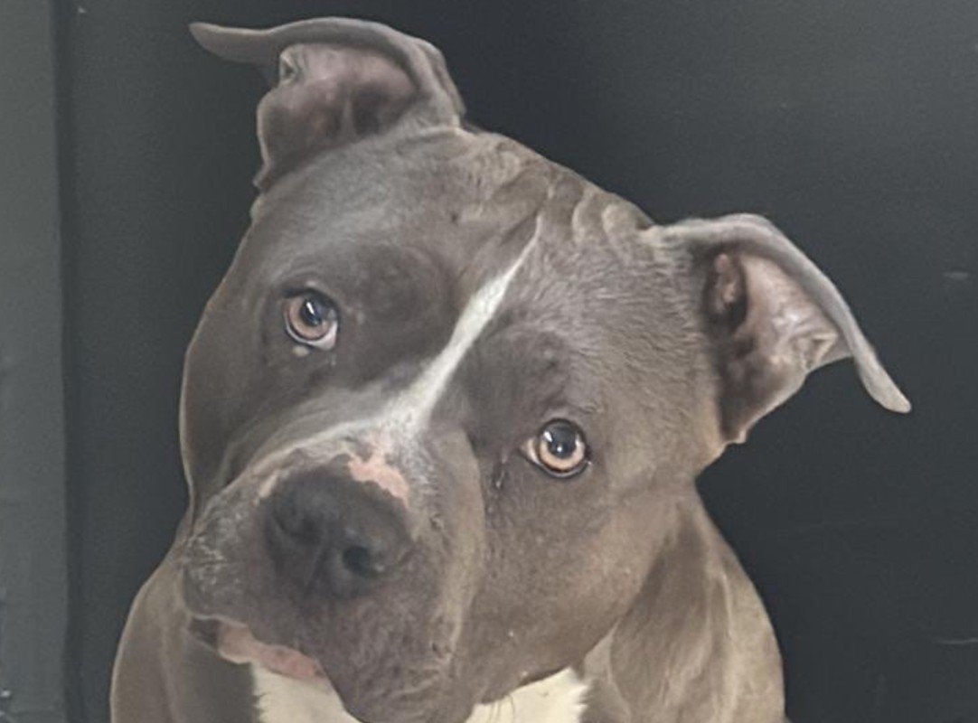 Bugu