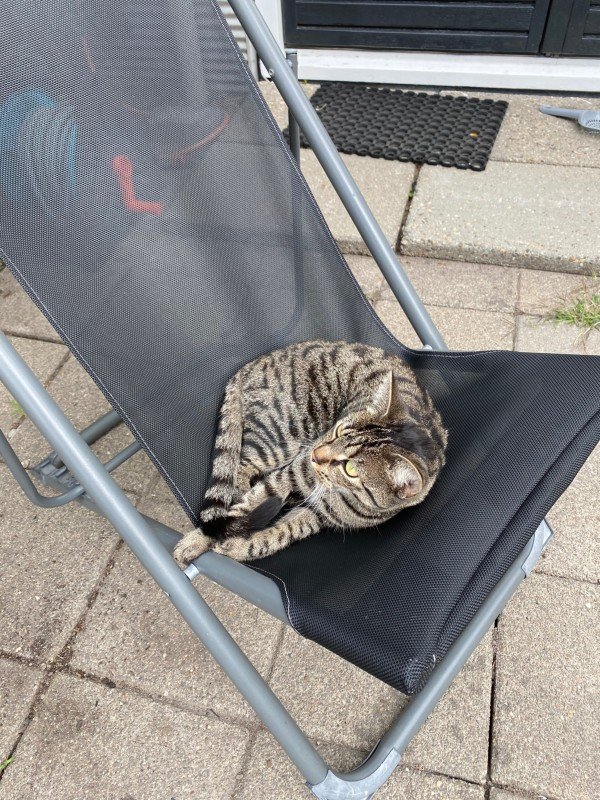 Mamacat