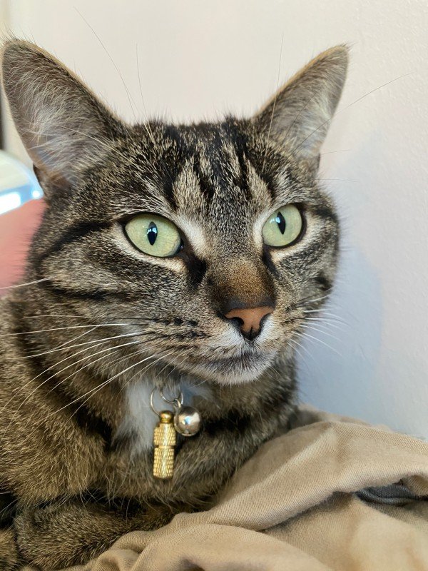 Mamacat
