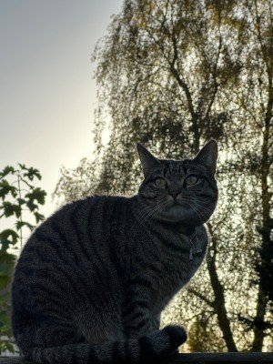 Mamacat