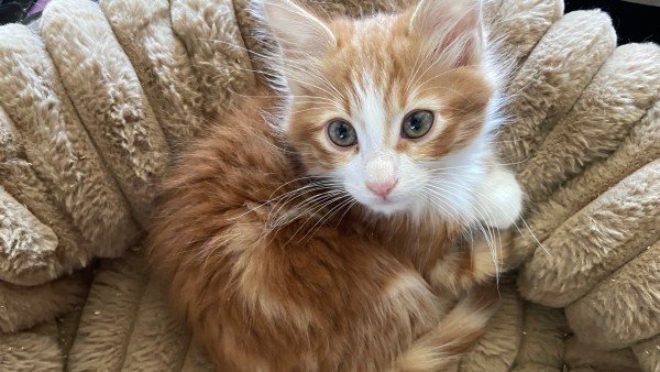 Timothy