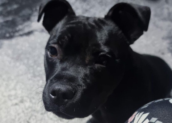 Figo