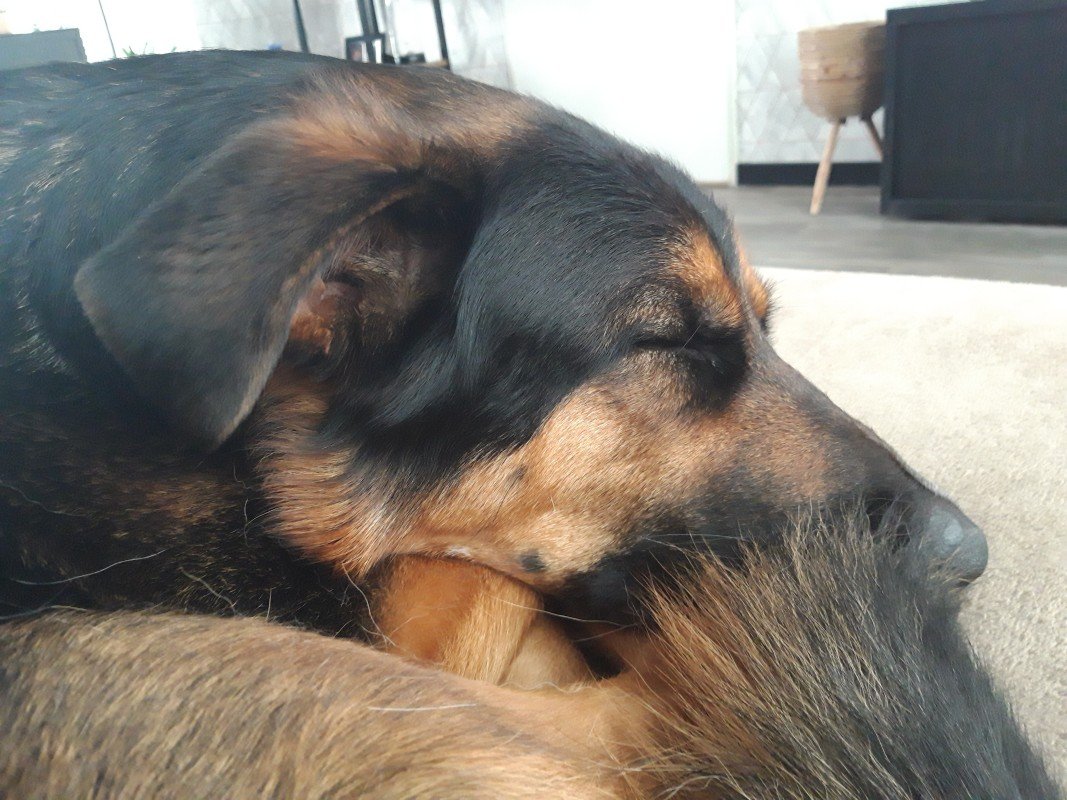 Pepper
