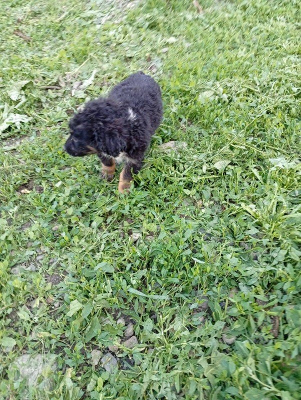 Bailey