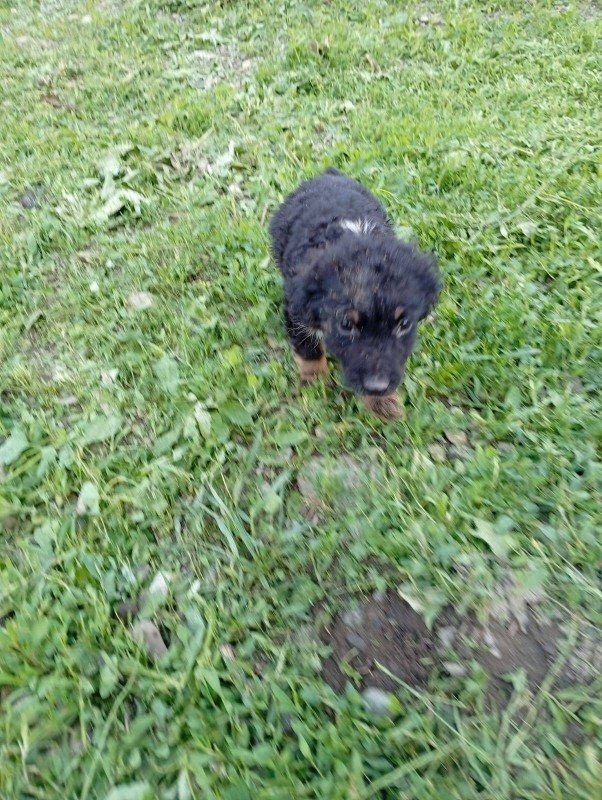 Bailey
