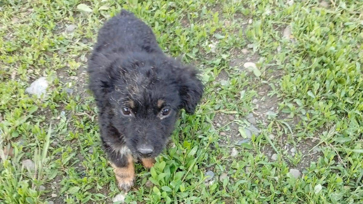 Bailey