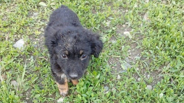 Bailey
