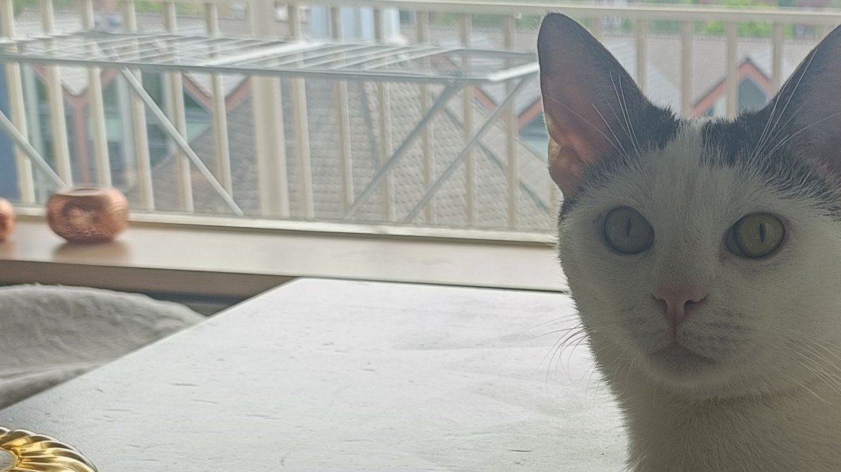 Toby
